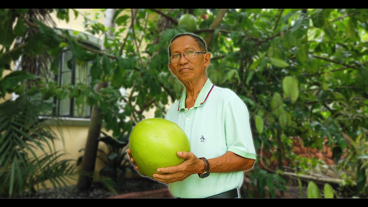 Health benefits of calabash tree (miracle fruit).