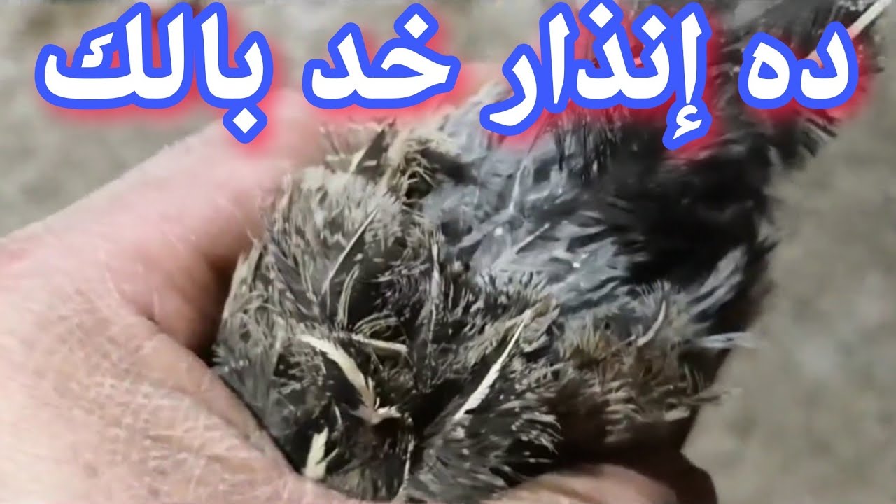 أسباب وعلاج سقوط ريش السمان ( الفري )