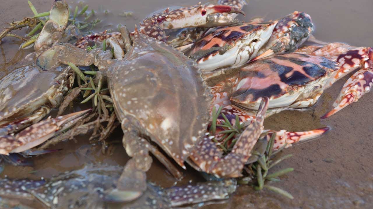 妹子趕海遇上超大個梭子蟹，直接徒手抓，各種海鮮收穫滿滿【海村小梅】
