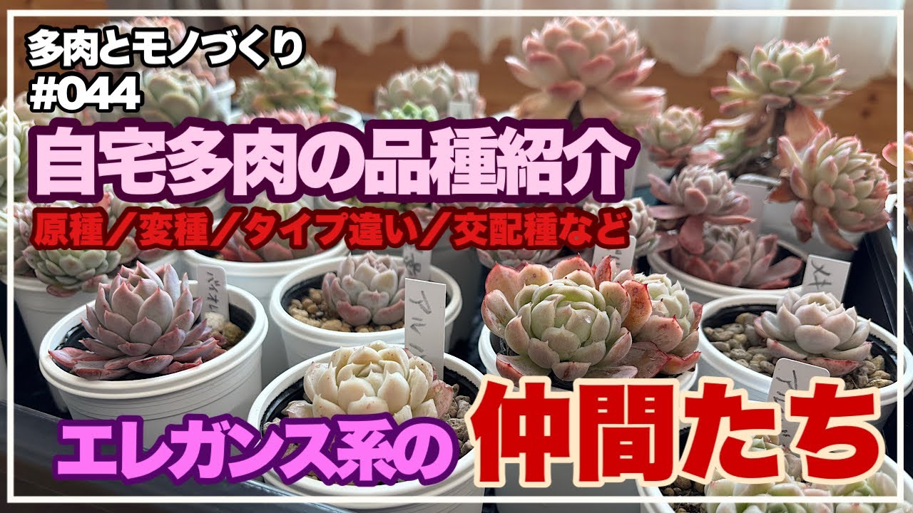 其の四十四『自宅多肉の品種紹介』エレガンス系