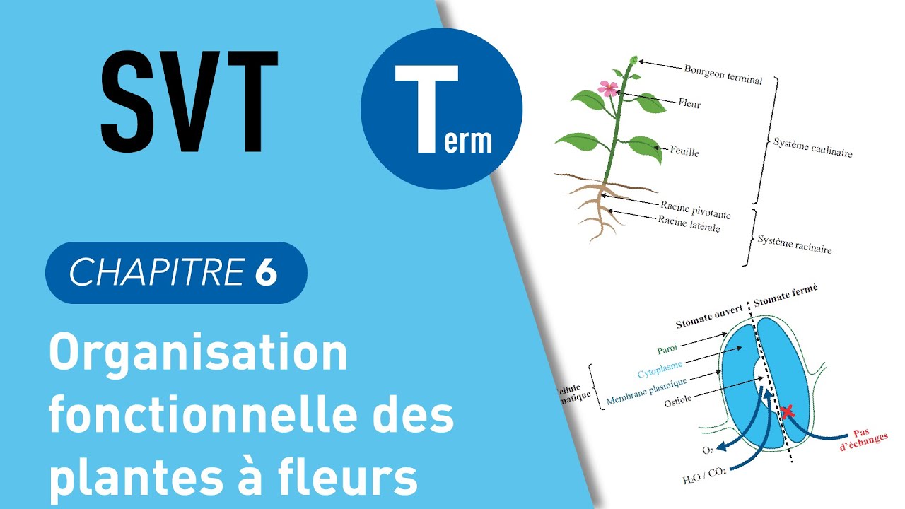 Terminale SVT : organisation fonctionnelles des plantes à fleurs