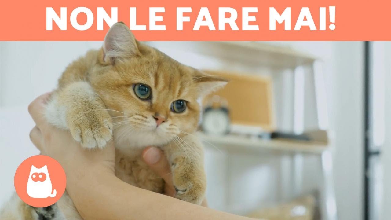 15 COSE da NON FARE con il TUO GATTO 🐱