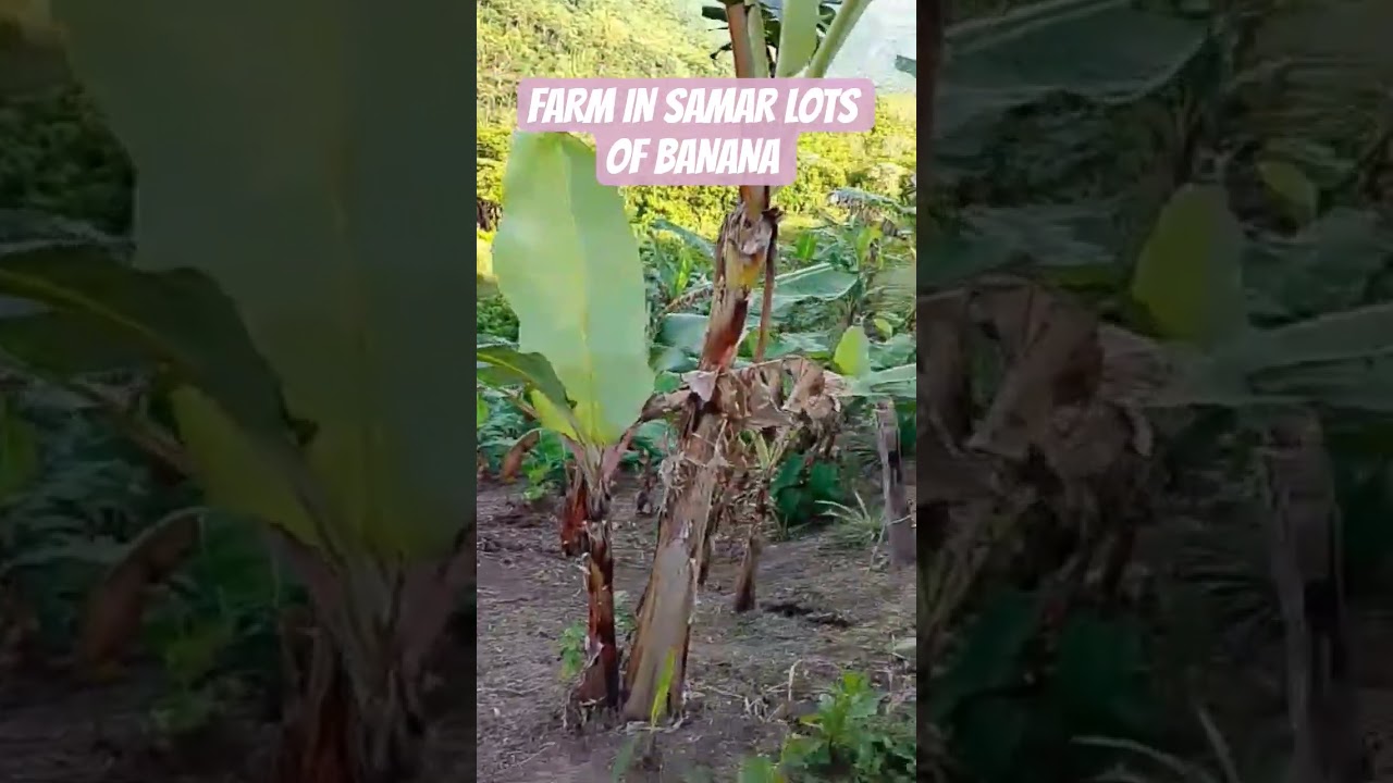 FARM IN SAMAR LOTS OF BANANA 🍌#farm #shortsfeed #shorts #provincelife #trending #satisfying #viral