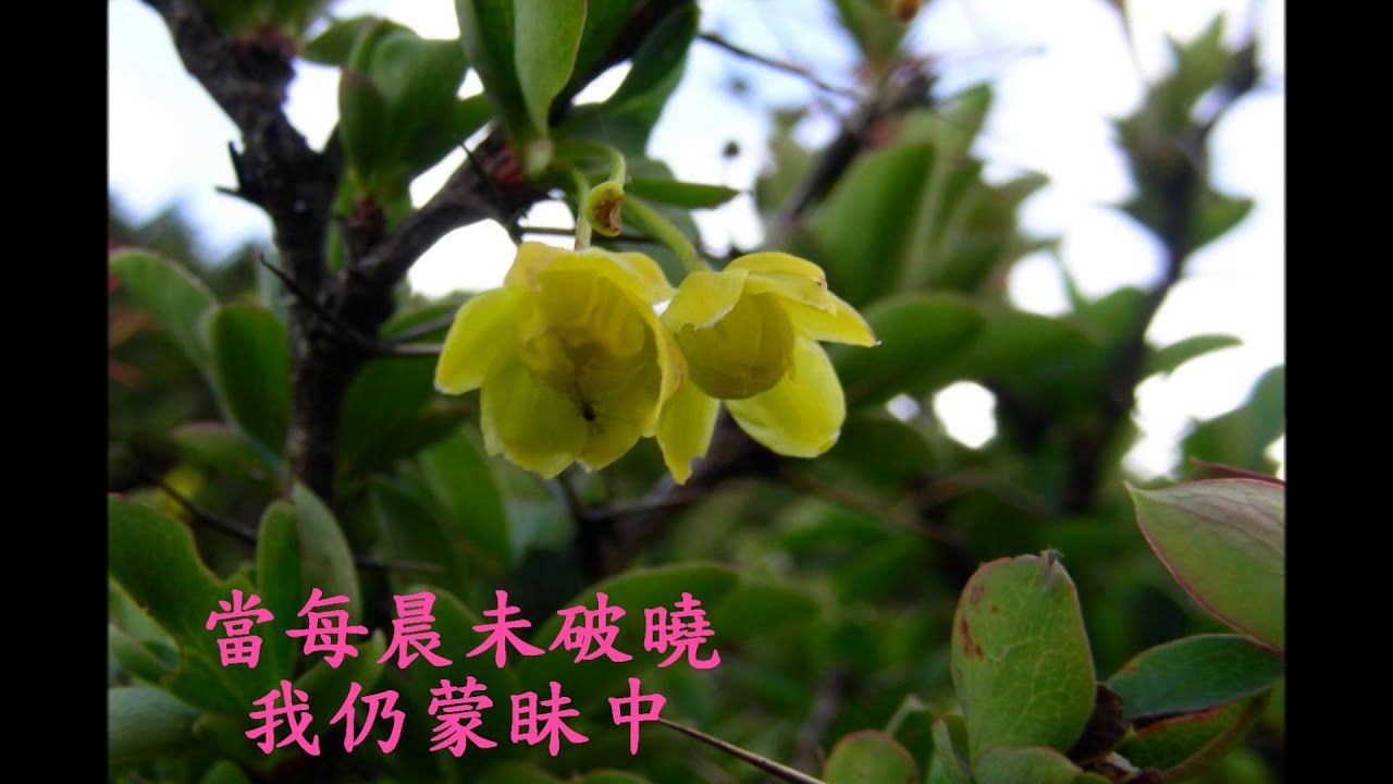 6 主耶穌我羨慕活在祢面前(精典聖歌100首2渴慕主)