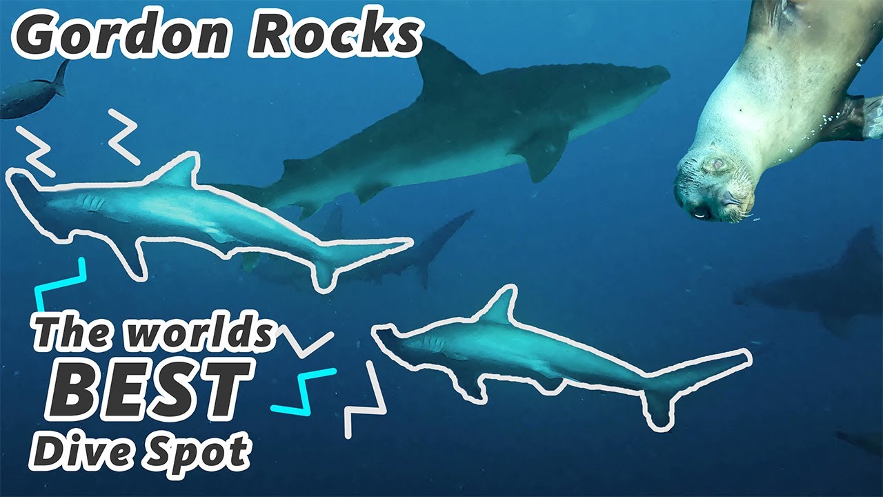 The BEST place to dive in the WORLD - Diving with Hamerheads in the Galapagos
