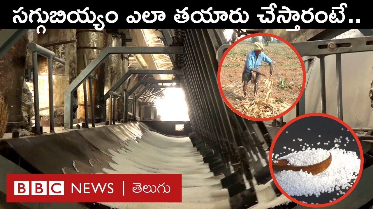Sago Processing: తీయటి పాయసంలో పూసల్లా నోటికి తగిలే సగ్గుబియ్యం ఇలా తయారవుతుంది | BBC Telugu