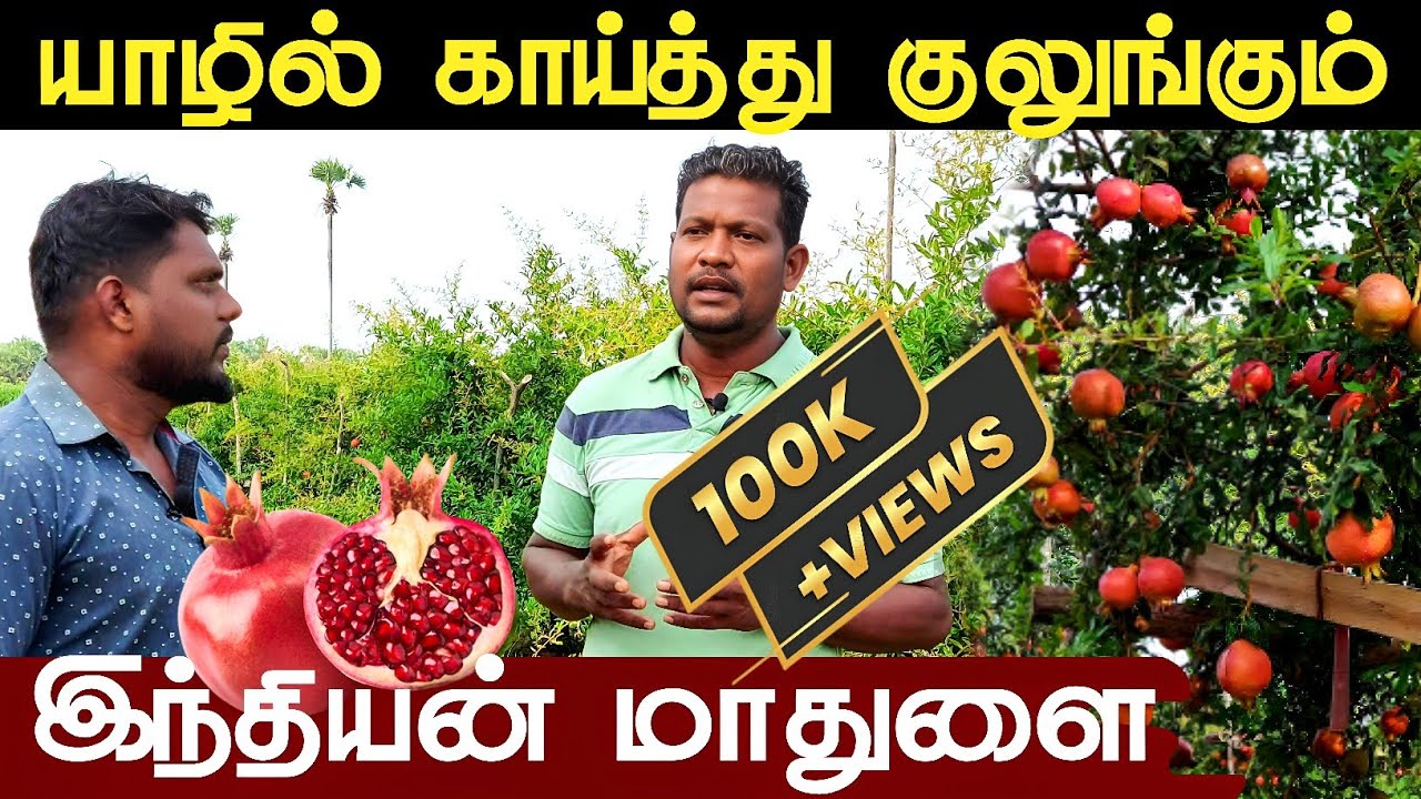 Biggest pomegranate farming in mirusuvil | யாழில் அதிக இலாபம் தரும் மாதுளை | Red Angel | Jaffna Boys