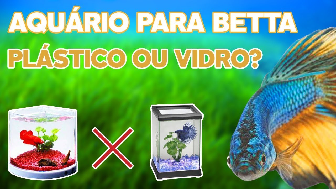 AQUÁRIO PEIXE BETTA - PLÁSTICO OU VIDRO? 💦🐟