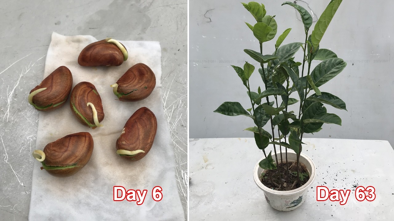 Советы по выращиванию джекфрута из семян в домашних условиях