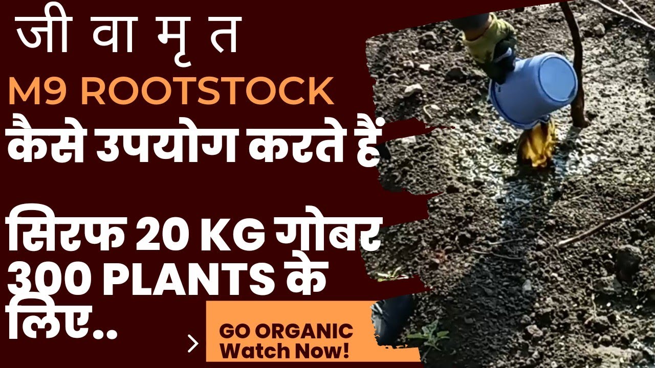 सेब में ऐसे डाले जीवामृत||Jeevamrit Application In Apple Orchards||M9 Rootstock||Plant Booster||