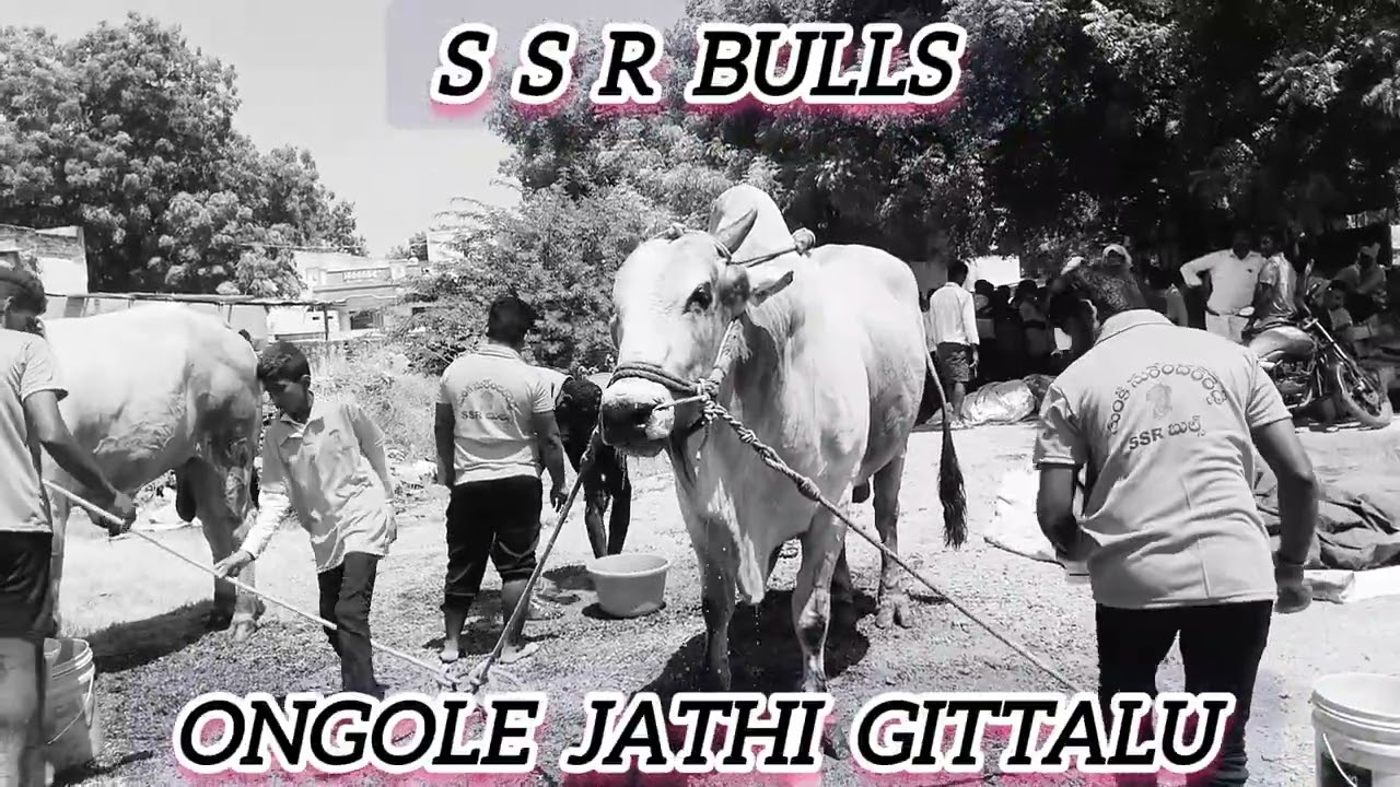 SSR BULLS ongole jathi gittalu power full gittalu