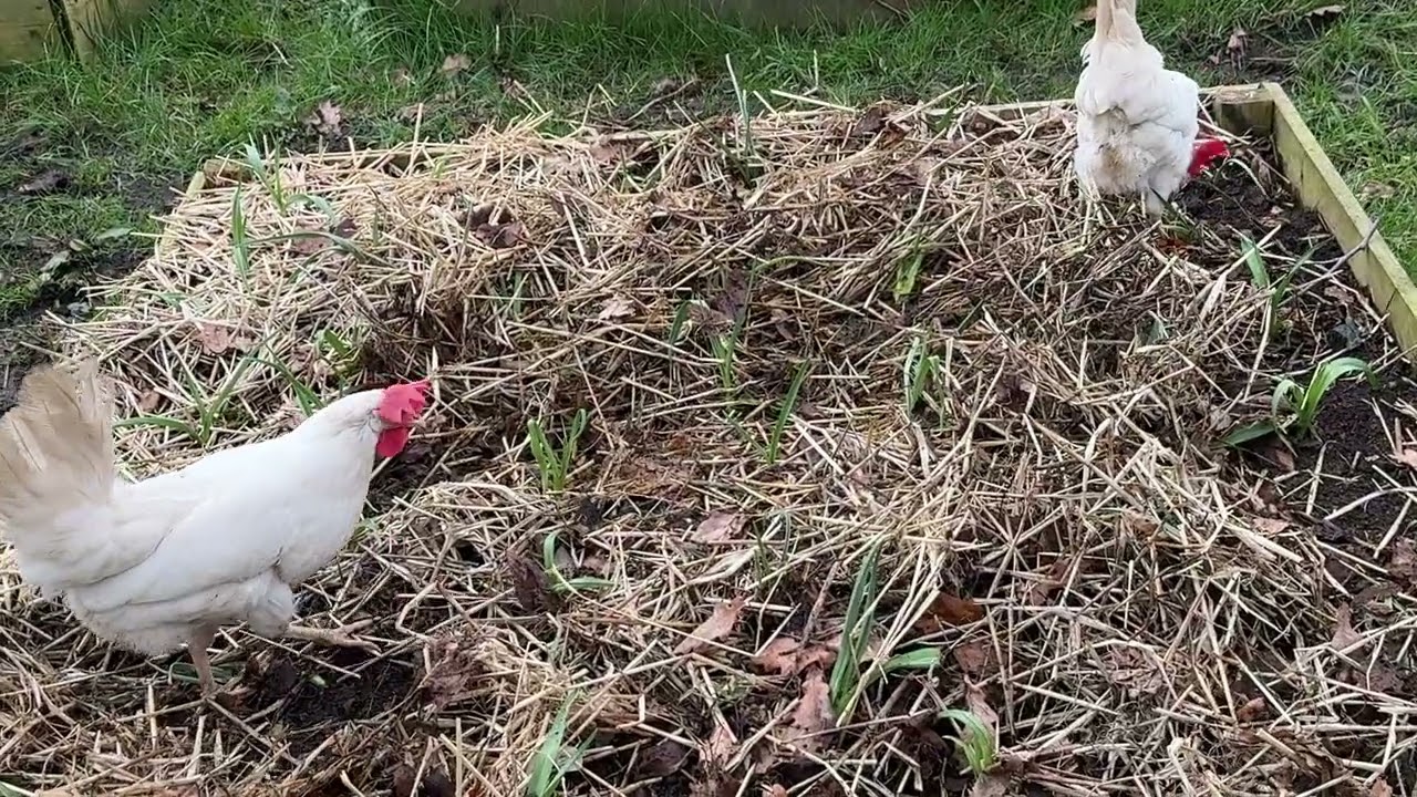 Hens trample young garlic