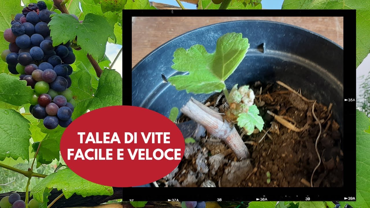 Talea di Vite, Come Fare a Riprodurre una Pianta di Vite per Talea, metodo FACILE e VELOCE