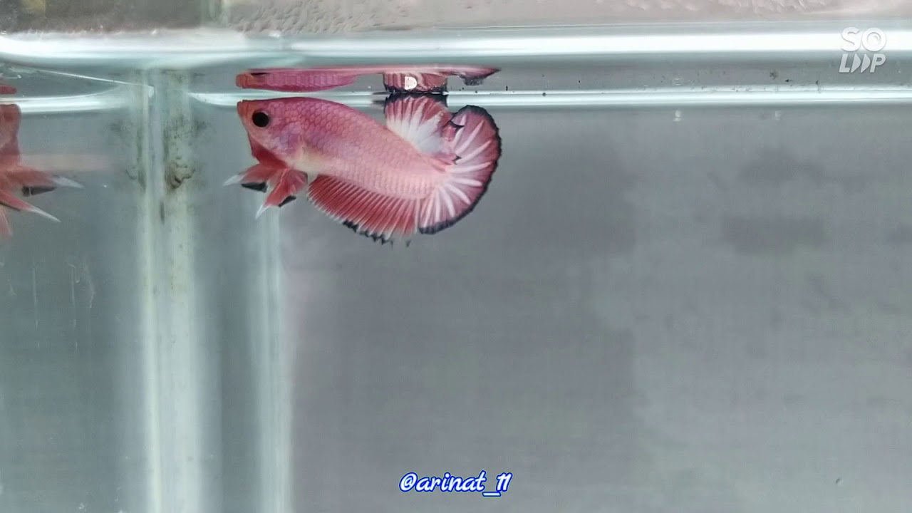 UPDATE FANCY FLAMINGO RIM 2.5BULAN