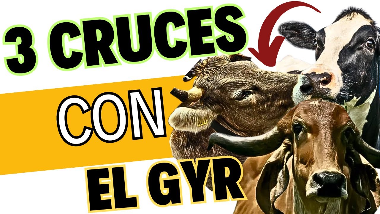 🤩 Los 3 MEJORES CRUCES con el GYR para MAYOR LITROS de LECHE 🏆