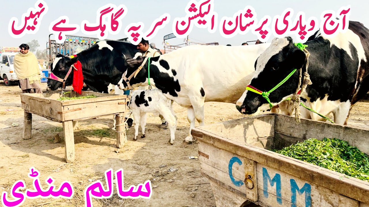 Salem Cow Buffalo Mandi | Best Cow Mandi In Punjab | 30 Plus cows | Bismillah best |7 February 2024