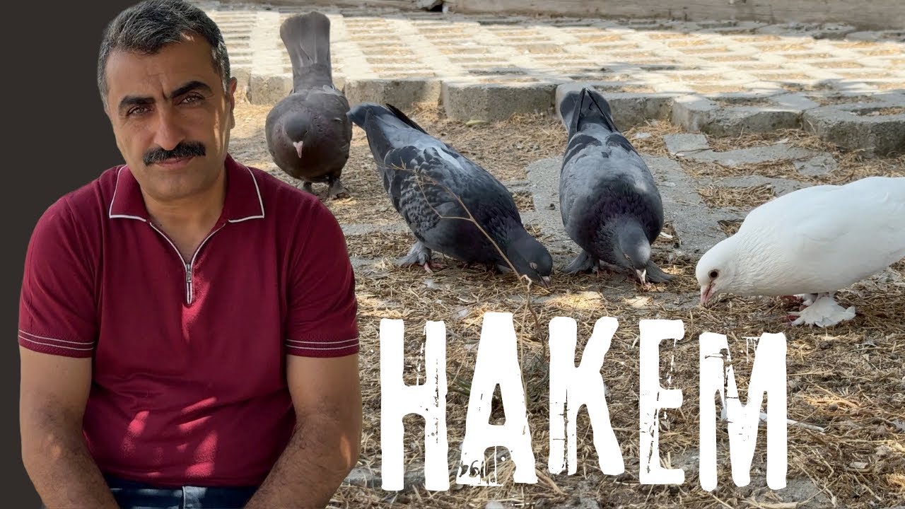 Oyun Kuşu Hakemi Remzi Şahin İyi Bir Taklacı Güvercininde Aranılan Özellikler