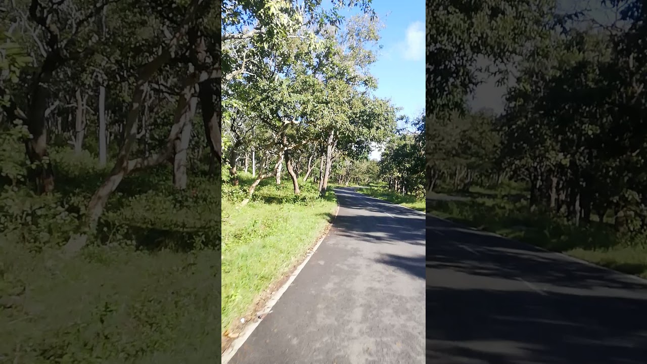 Bandipur Tiger reserve road