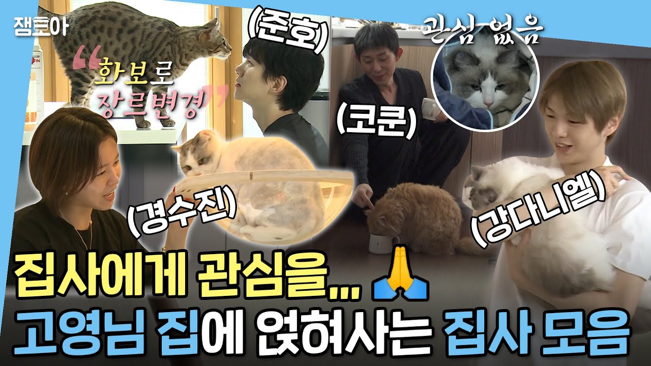 [#엠뚜루마뚜루] 집사 놀아주느라 바쁜 고영님들,,,🐱 반려묘 모시고 사는 집사 모음집 2탄ㅣ#준호 #코쿤 #강다니엘 #경수진 MBC221007방송