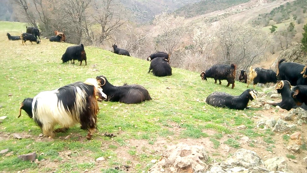 Kıl keçiler