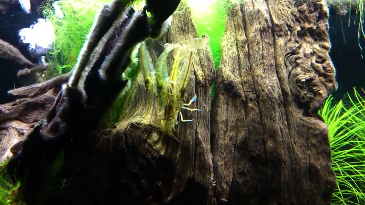 Caridina multidentata - C. japonica - amano