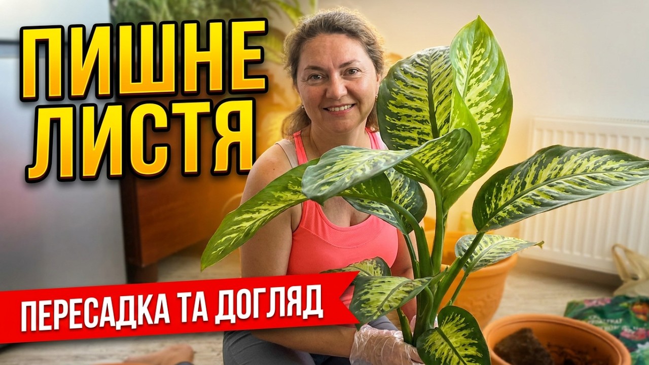Диффенбахия: Секреты Пышной Листвы 🍃 Пересадка и Уход от А до Я Dieffenbachia #nataliabaltian