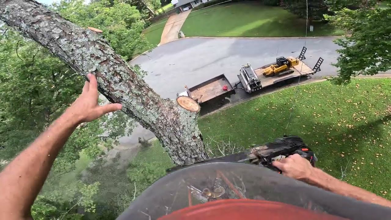 REMOVING A DEAD TREE IN BETWEEN 2 POWER LINES
