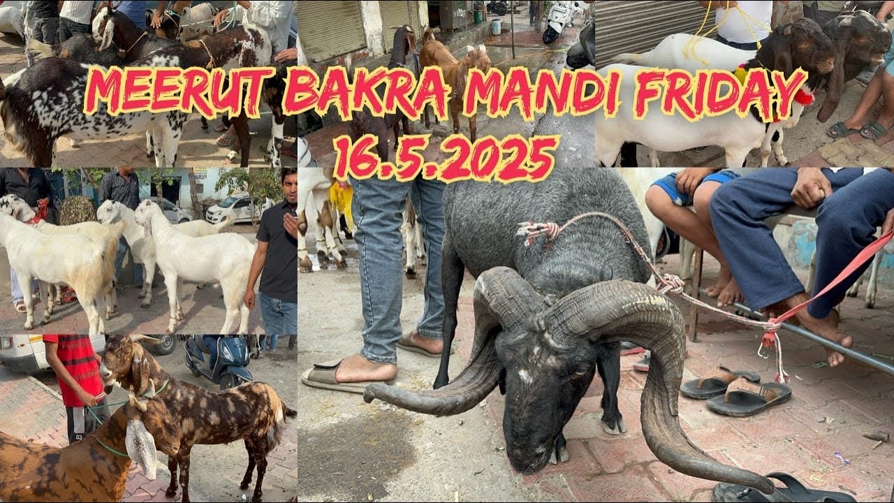 Meerut ki Bakra Mandi 16 May 2025❤️#viralvideo #goat #animals #video #youtubevideo #goatfarm #azharv