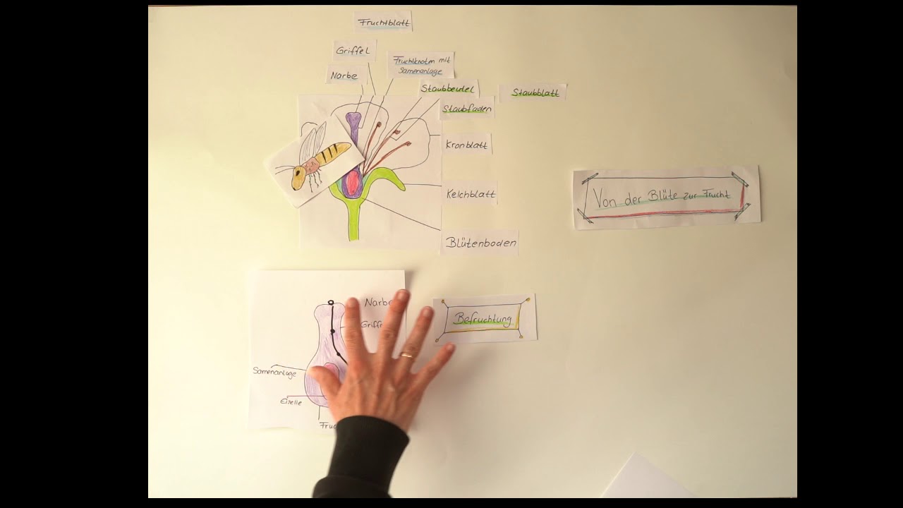 Von der Blüte zur Frucht