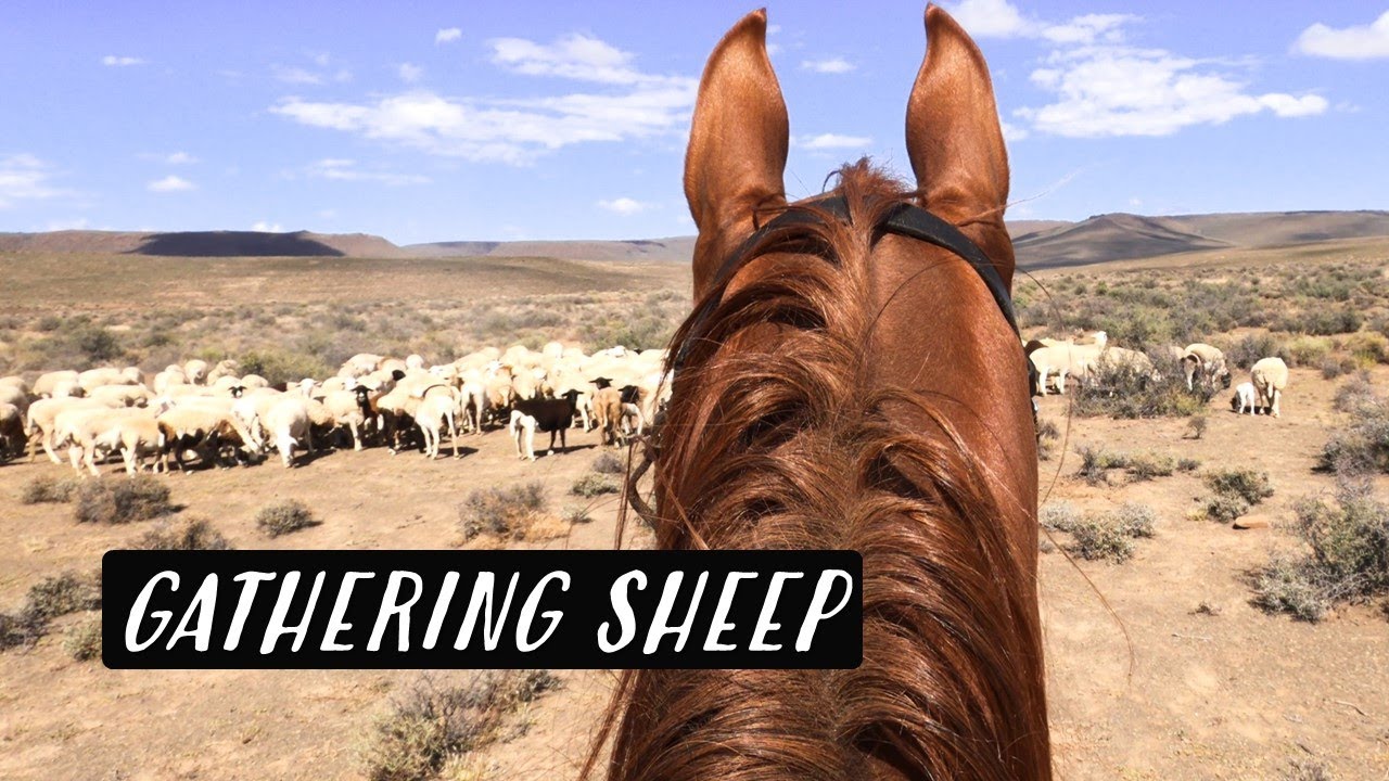 Gathering Sheep | KAROO KIDS