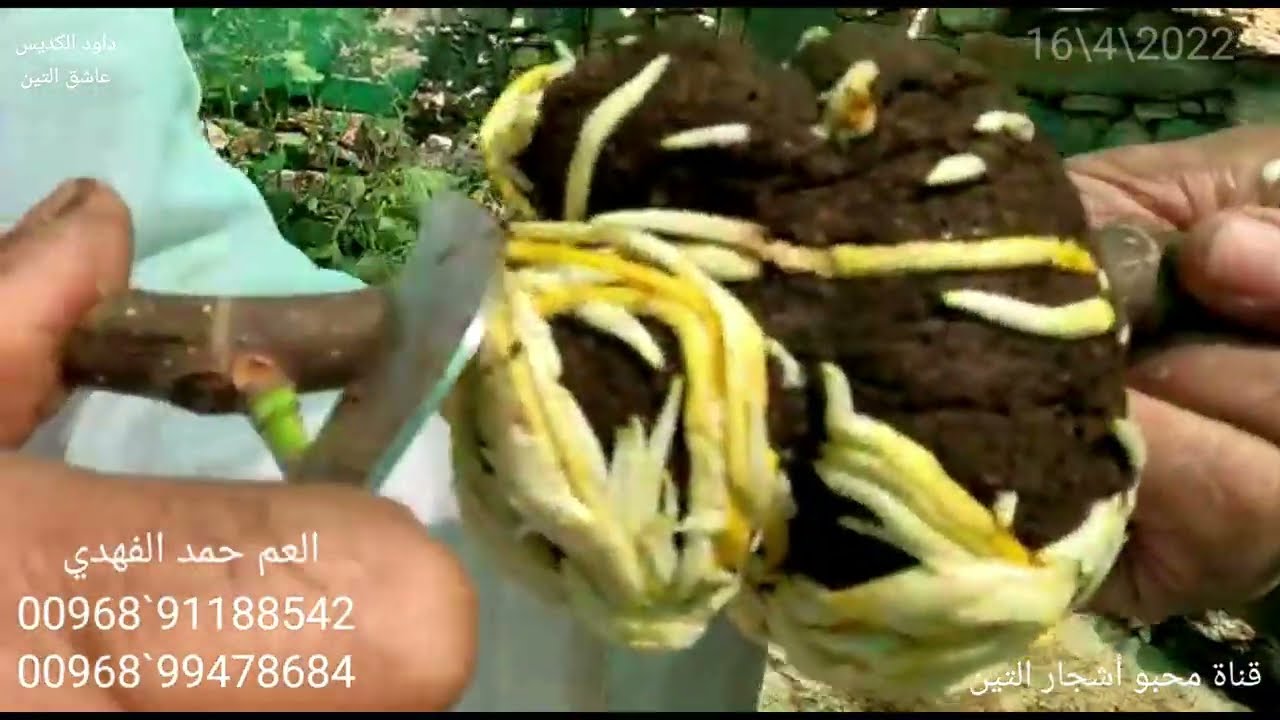نتائج الترقيد الهوائي للتين الشحامي بالجبل الأخضر