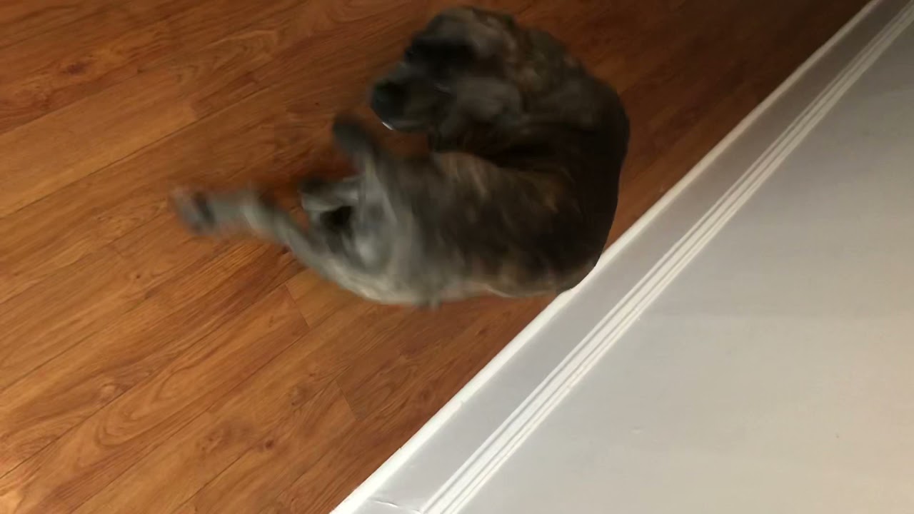 Puppy Cane Corso chases tail