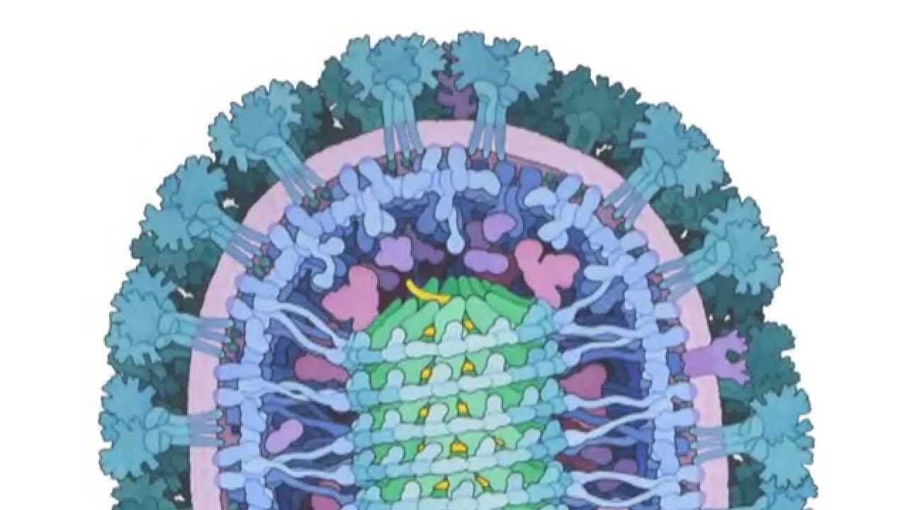Белки вируса Эбола (из PDB-101)