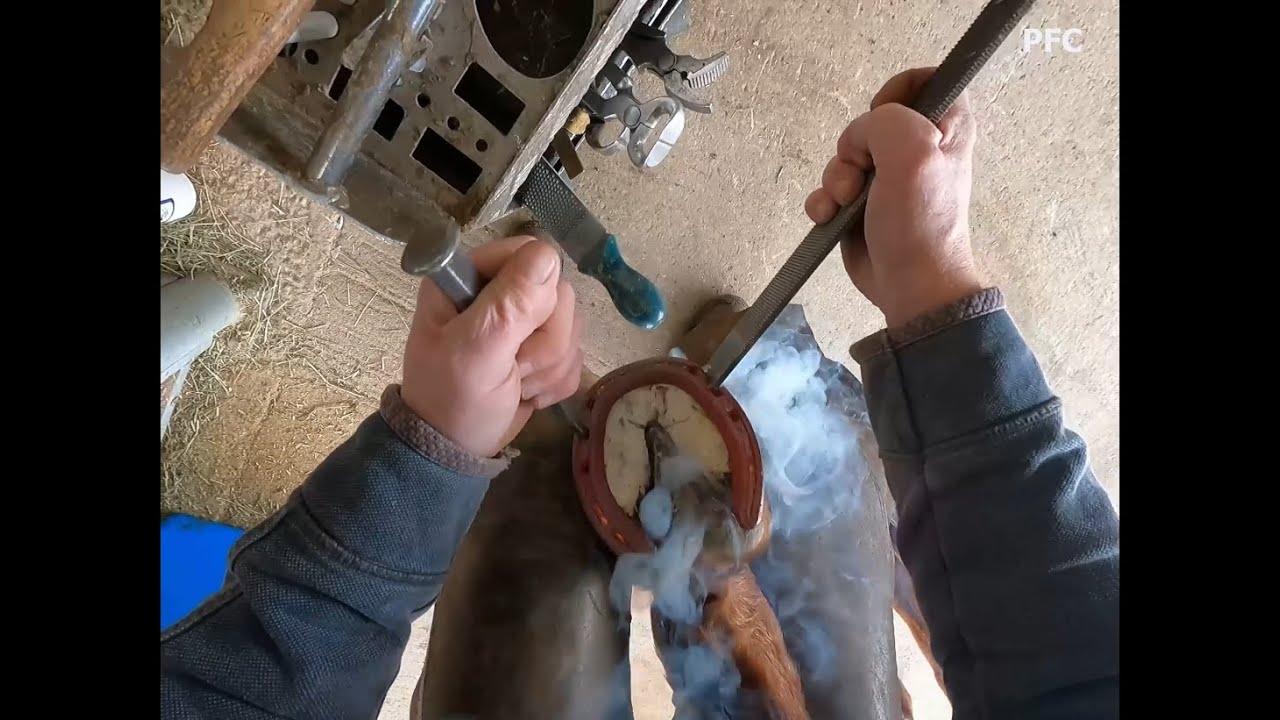 Hot shoeing - A farrier’s eye view