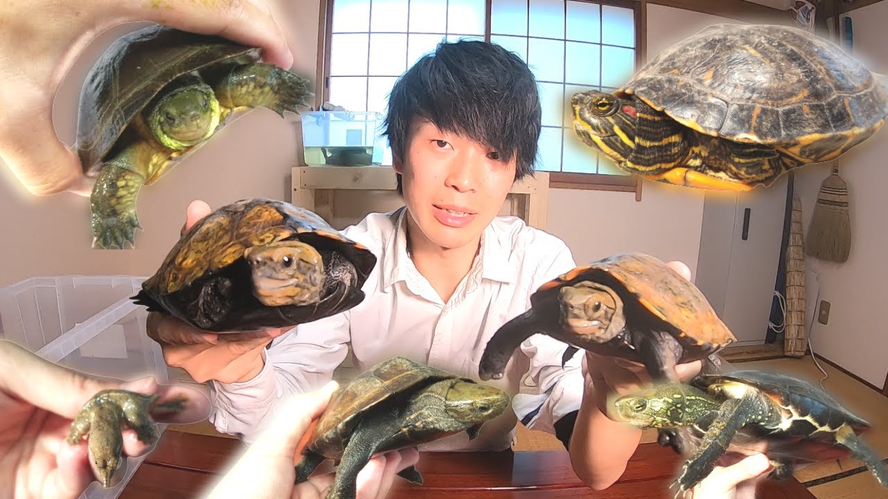 この動画を見れば、ほぼ全ての野生のカメの見分け方がわかります【ミドリガメ、クサガメ、イシガメ等】