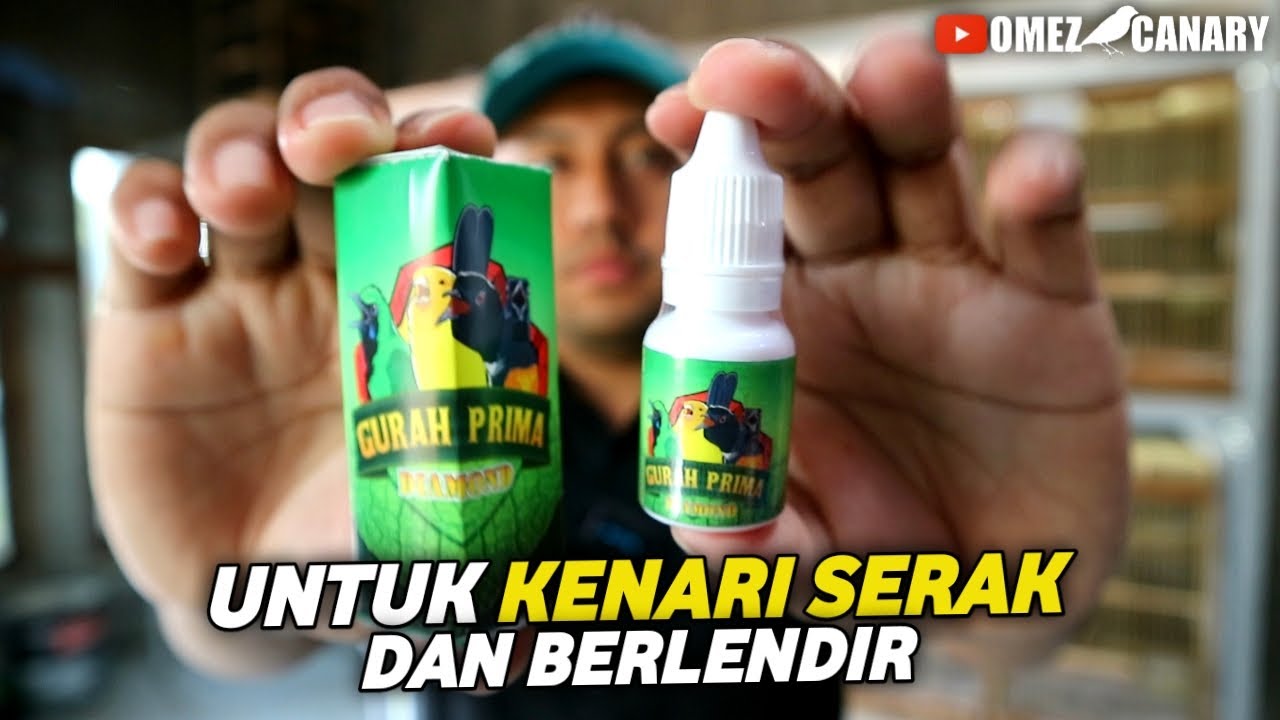 REVIEW OBAT KENARI BERLENDIR SERAK DAN GANGGUAN NAFAS | GURAH PRIMA