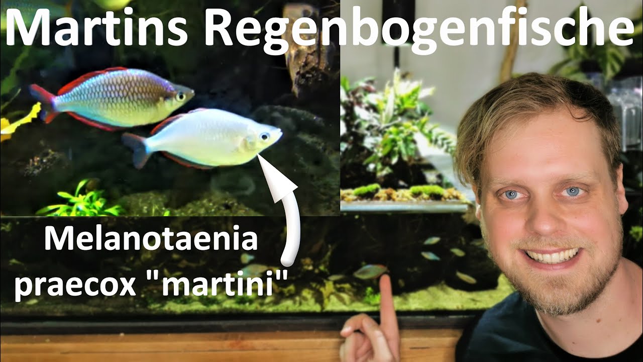 ICH ZÜCHTE MIR MEINE EIGENEN FISCHE! Pastell-Diamantregenbogenfische Melanotaenia praecox 