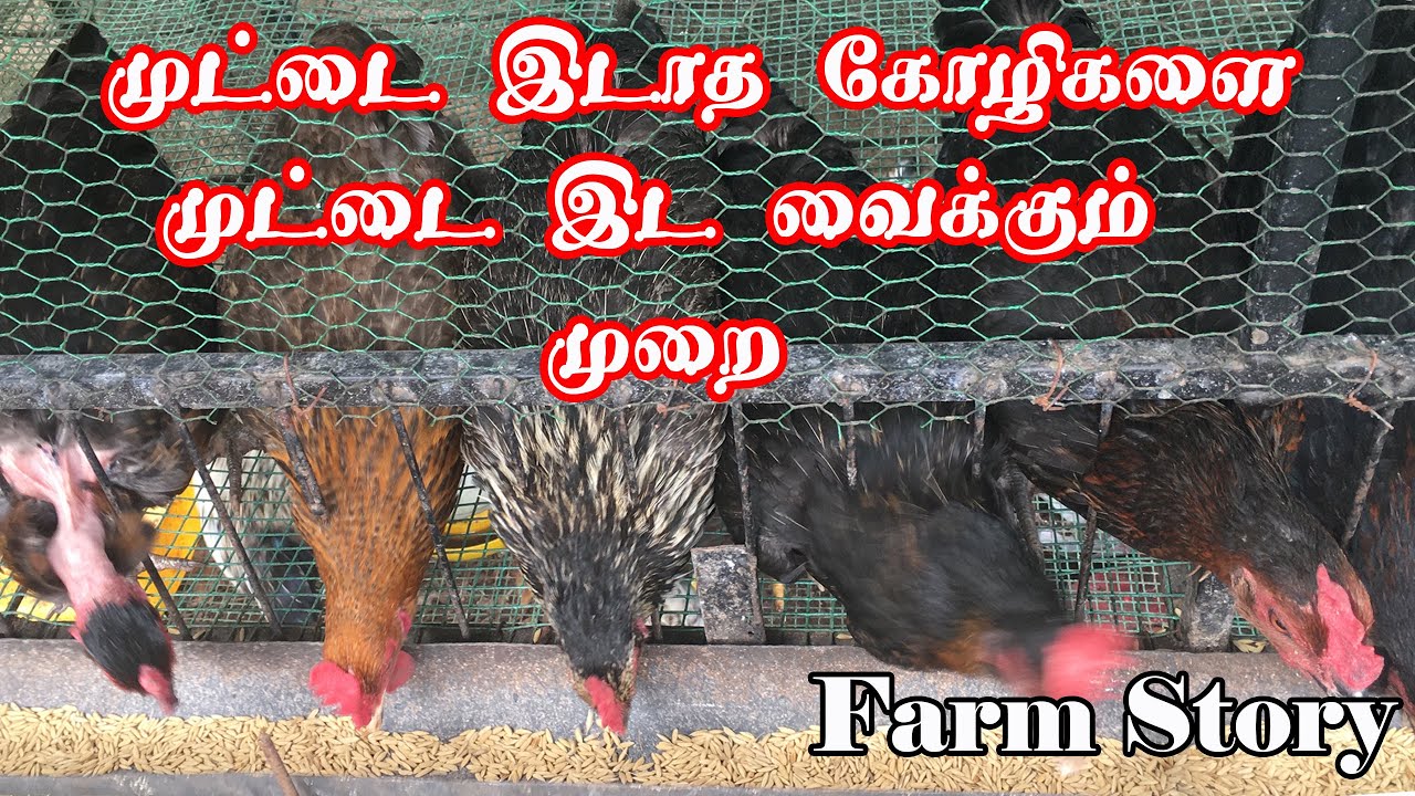 முட்டை இடாத கோழிகளை முட்டை இட வைக்கும் முறை | Why Chickens Stopped Laying Eggs | Farm Story