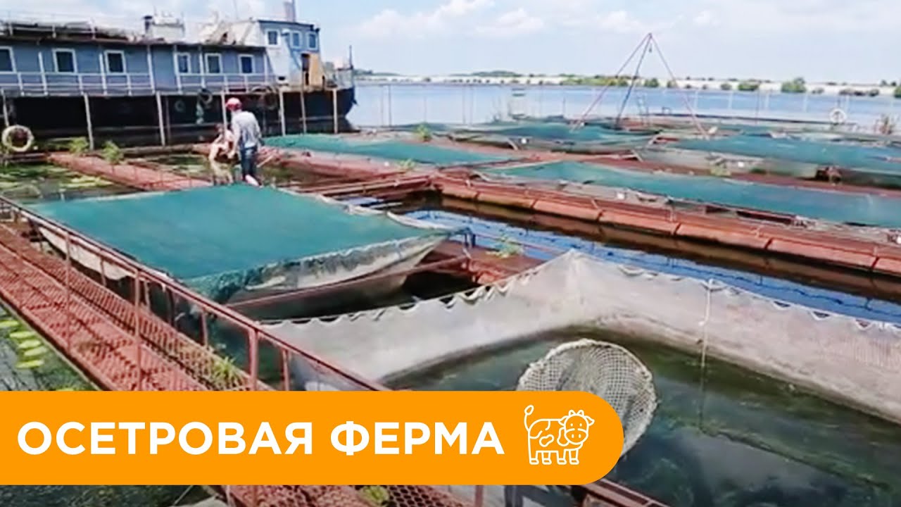 Осетровая Ферма. Чем Кормить Рыбу? Сколько Лет Выращивают Осетра?