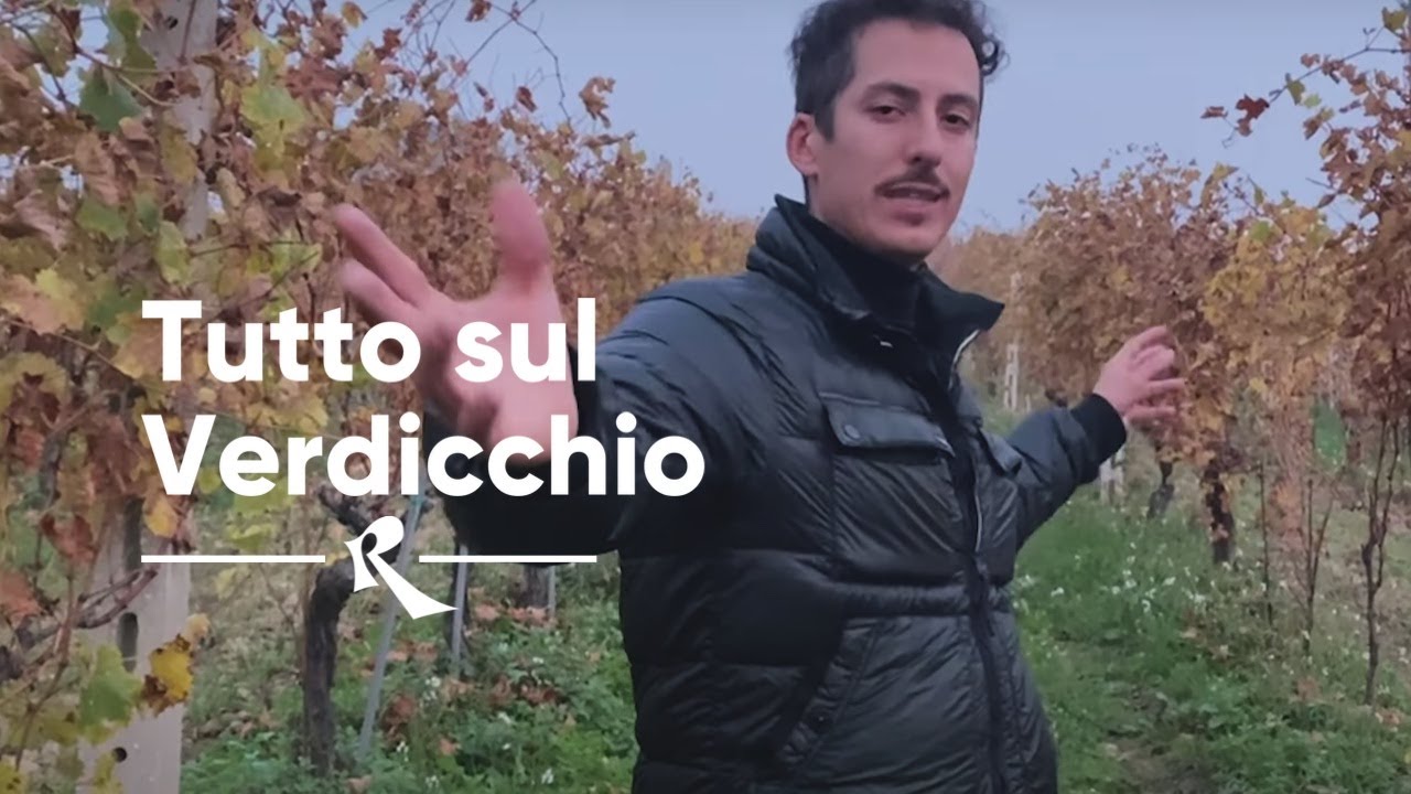 Tutto sul Verdicchio
