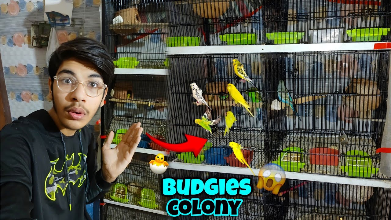 Budgies Babies Ko Colony Main Shift Krdia😍🐣||Baby Budgies