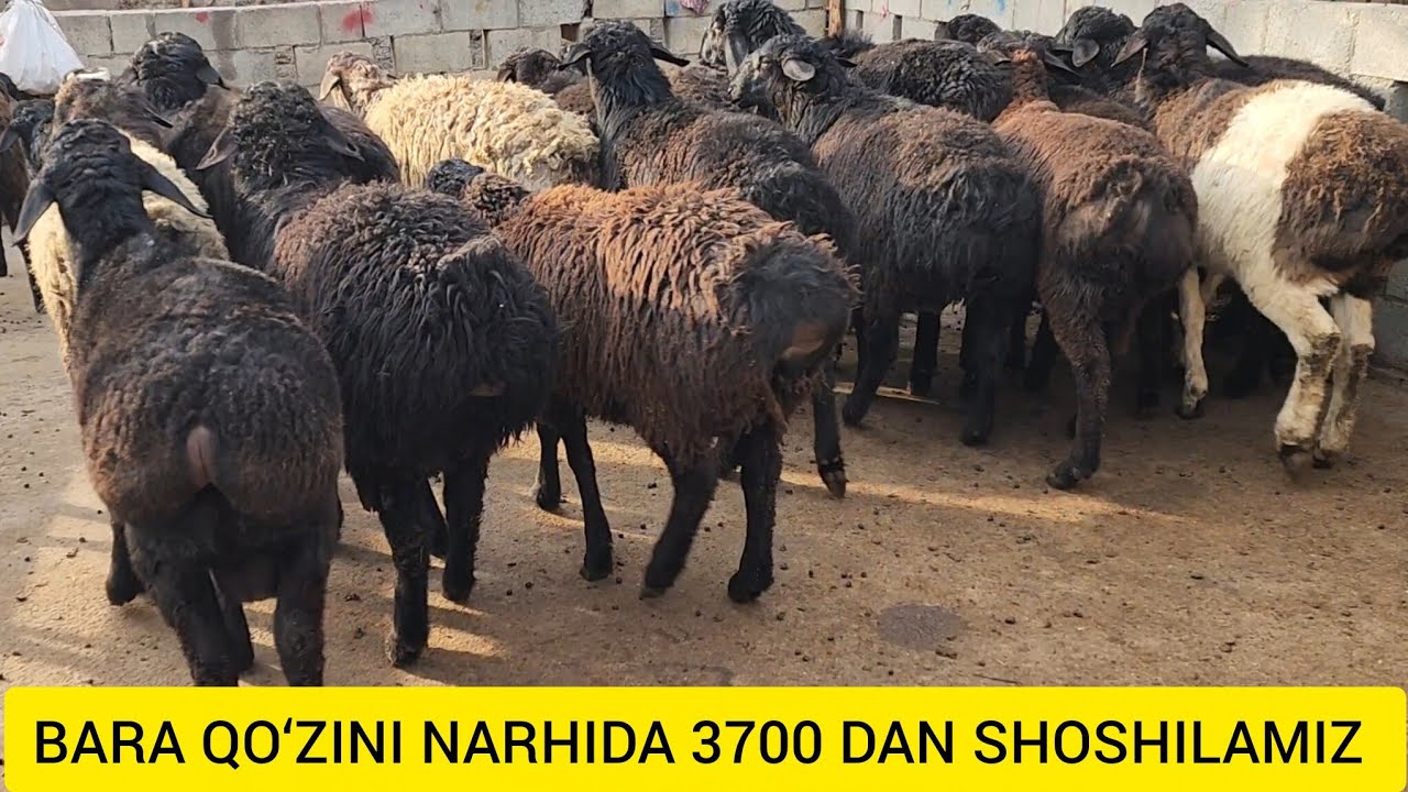 ODIL BEK DAN 3 700  DAN SHOK NARH SHOSHILAMIZ 