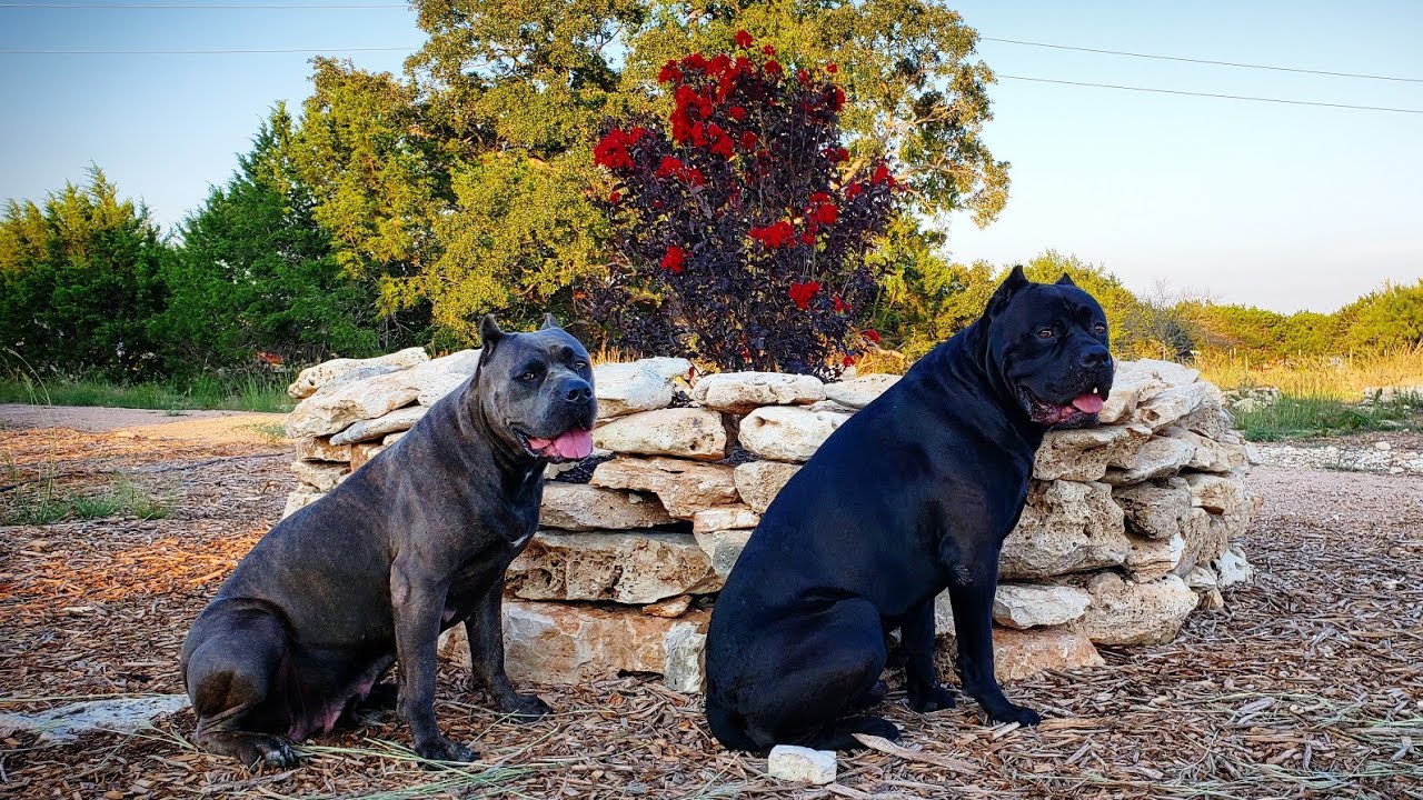 My Cane Corso Battista gets a Correction from the Alpha's of the Pack for being Stubborn