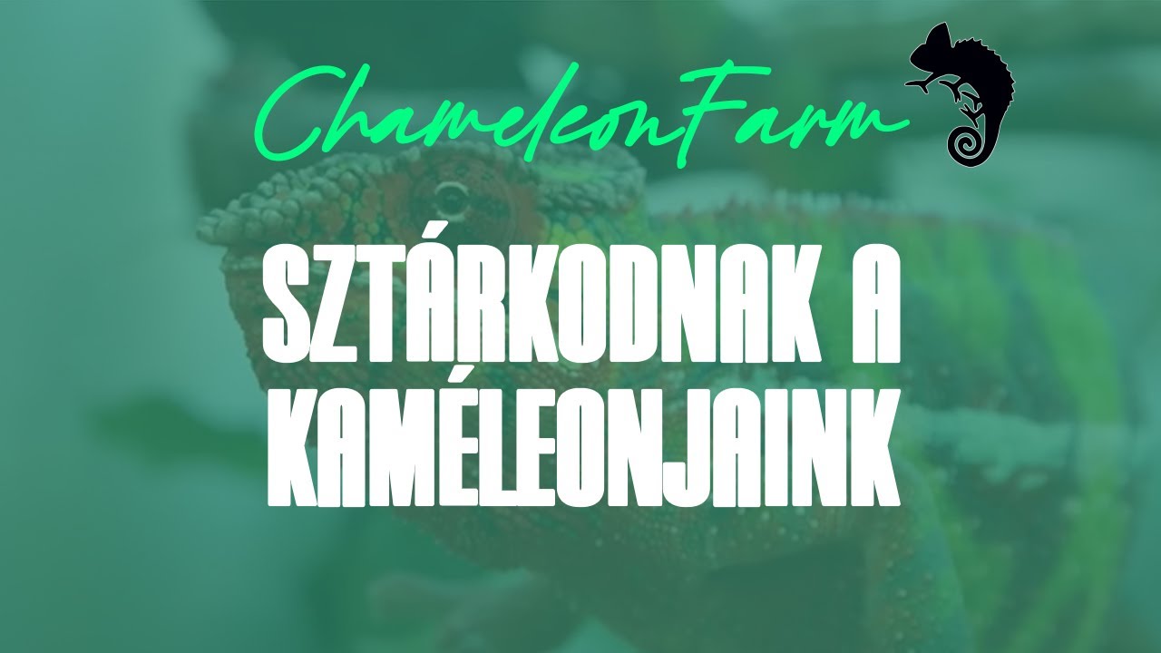 ChameleonFarm - Sztárkodnak a kaméleonjaink