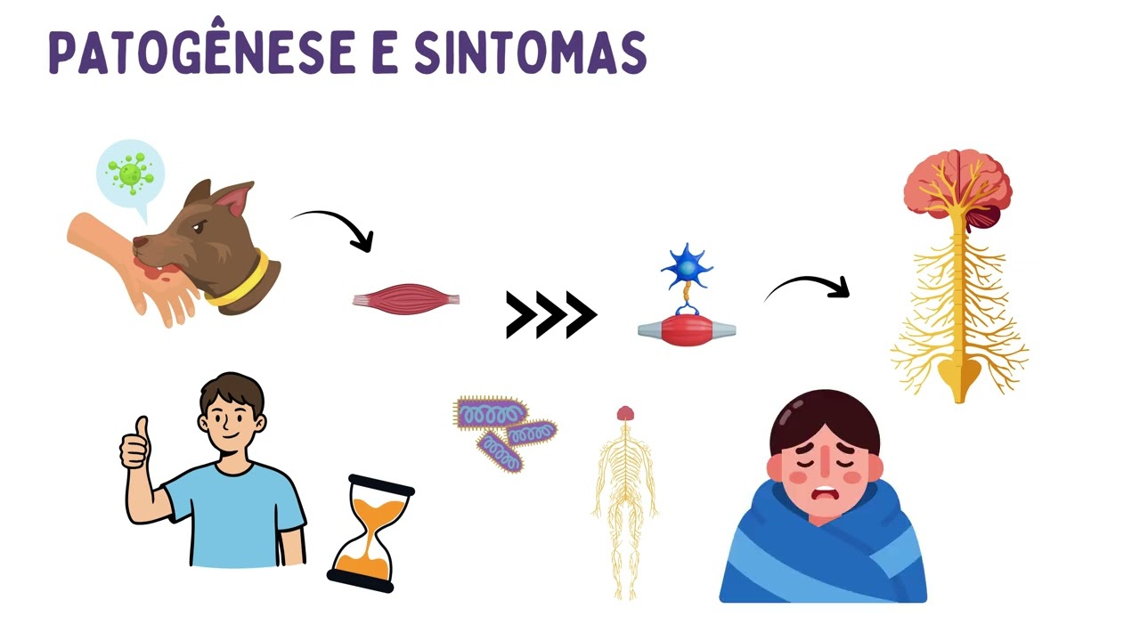 Vírus da Raiva: Características gerais e epidemiologia 