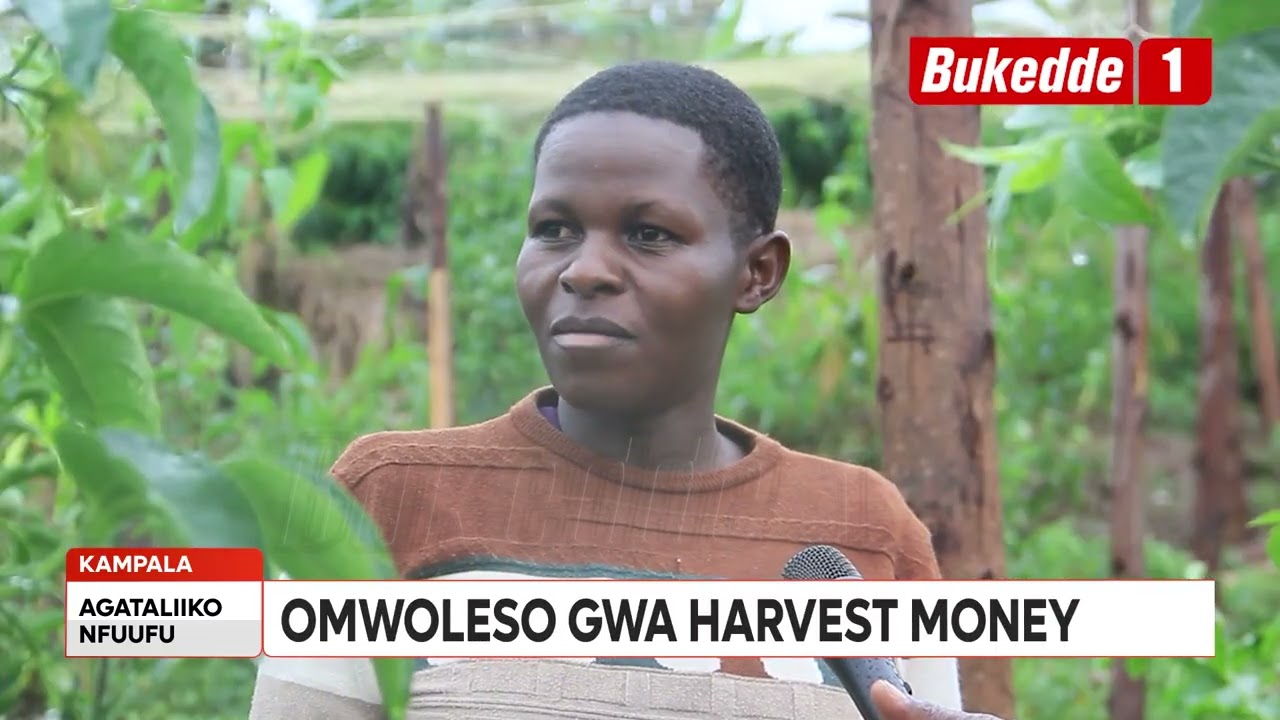 Agataliikonfuufu:Omwoleso gwa HarvestMoney gutandika Lwakutaano luno  Abalimi b'obutunda bakukowoola