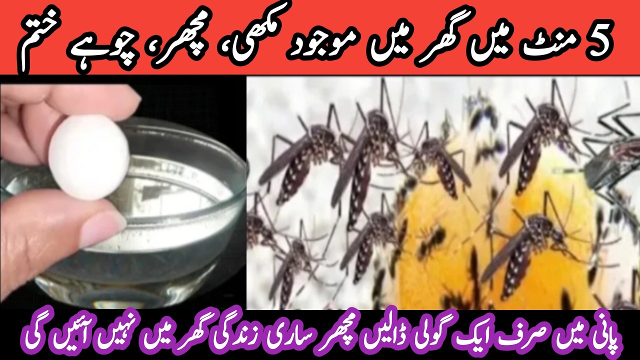 Get rid of rats, Mosquito, cockroach, lizard with homemade spray|powerful insects killer remedy