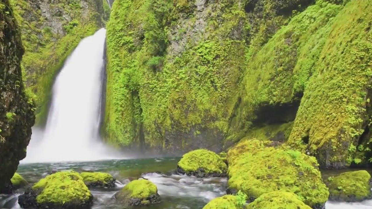 Exploring the significance of moss in the Pacific Northwest ecosystem