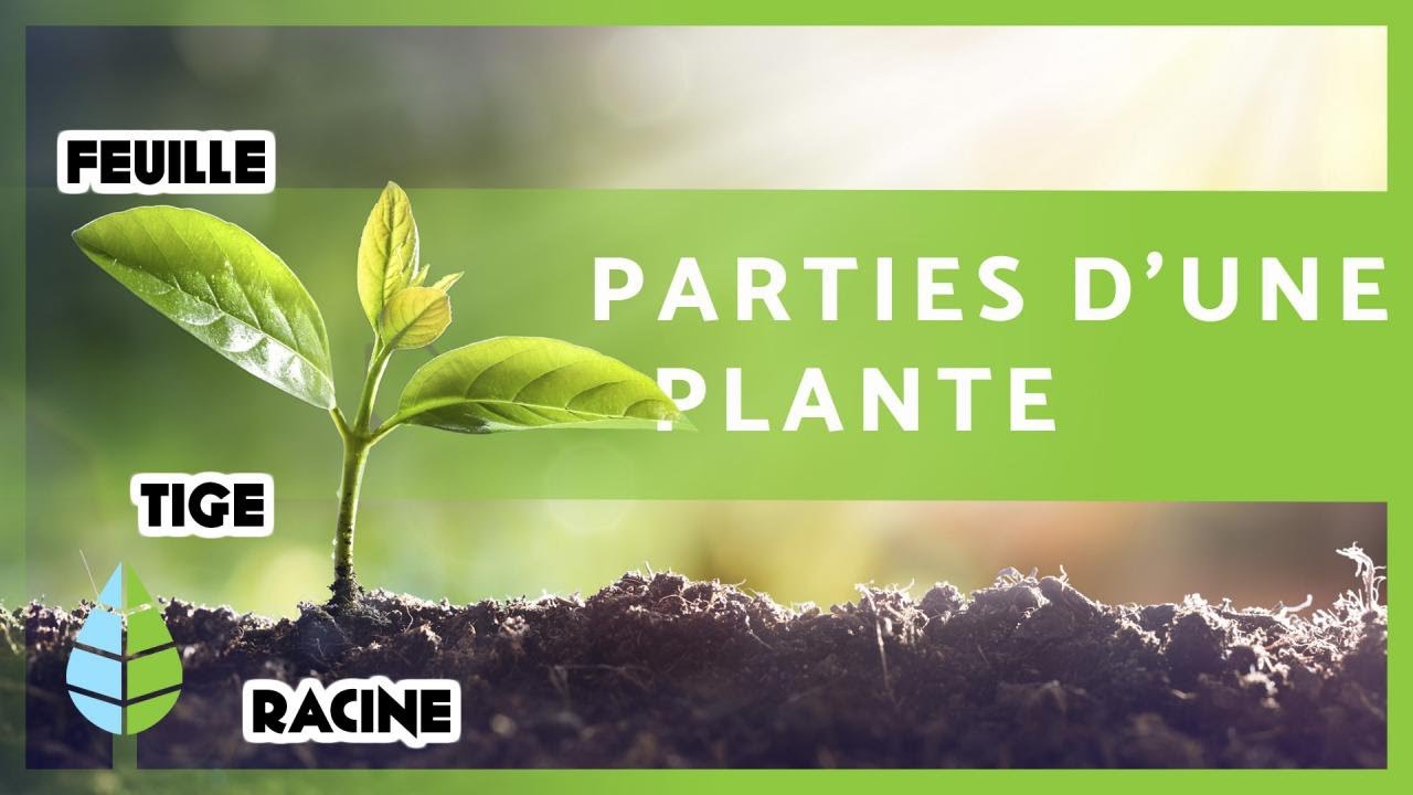 PARTIES d'une PLANTE 🌱 + ses FONCTIONS 🌸🍑