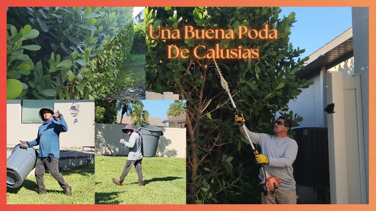 Una Buena Poda De Calusias